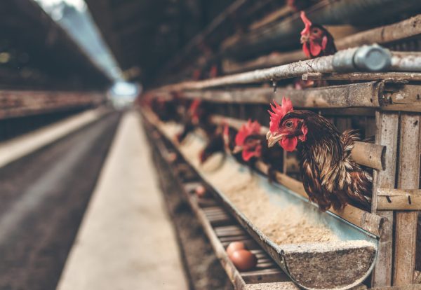poultry dump poultry dump